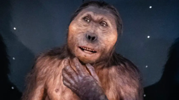 Hallan mano fósil con 