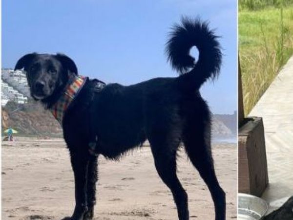 Perrita desaparecida recompensa