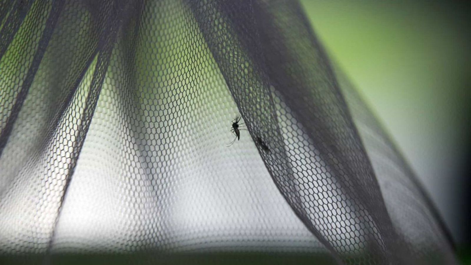 Mosquito en Islandia