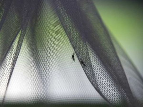 Mosquito en Islandia