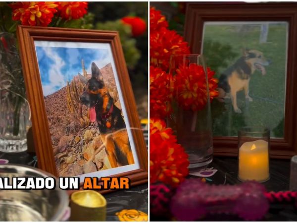 Día de los Muertos para las mascotas