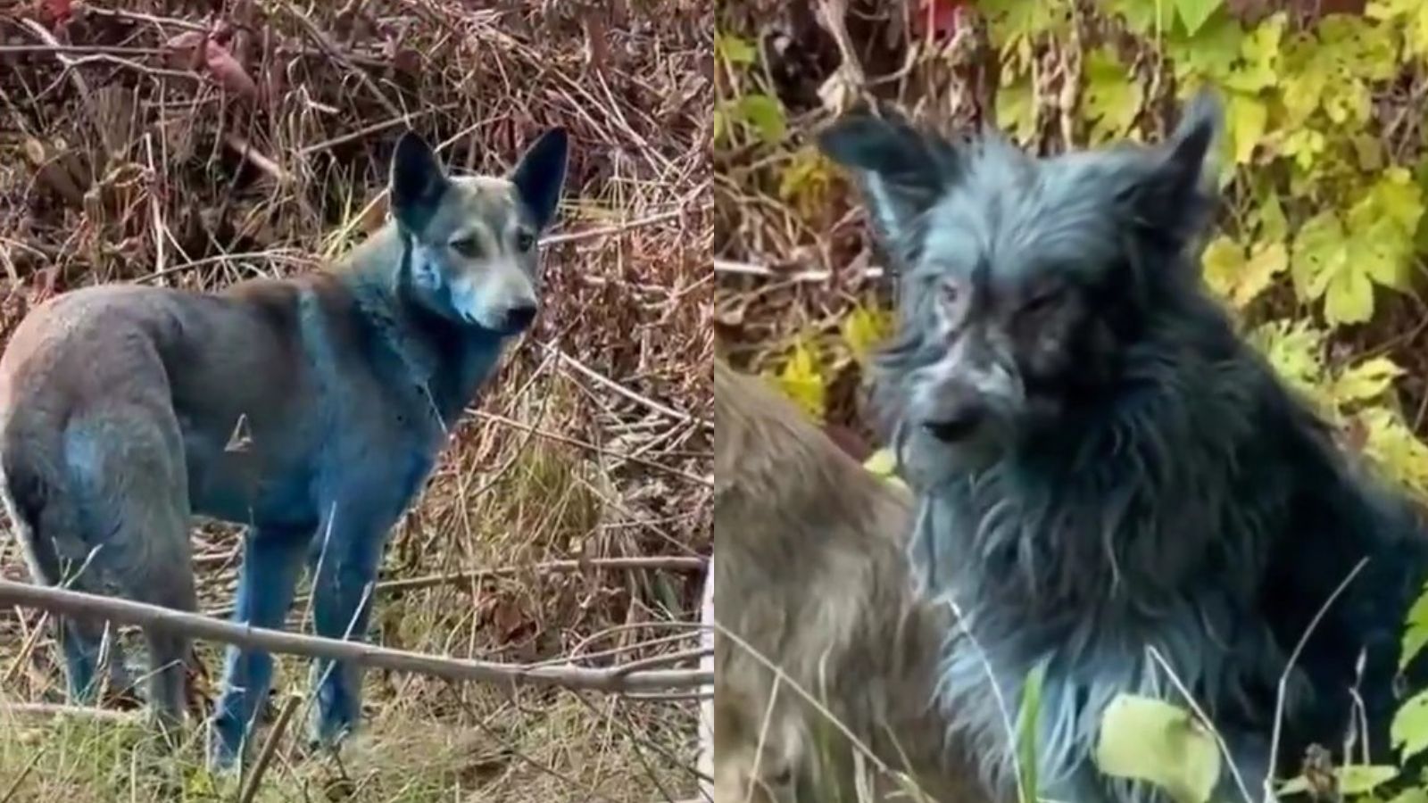 Perros azules de Chernóbil