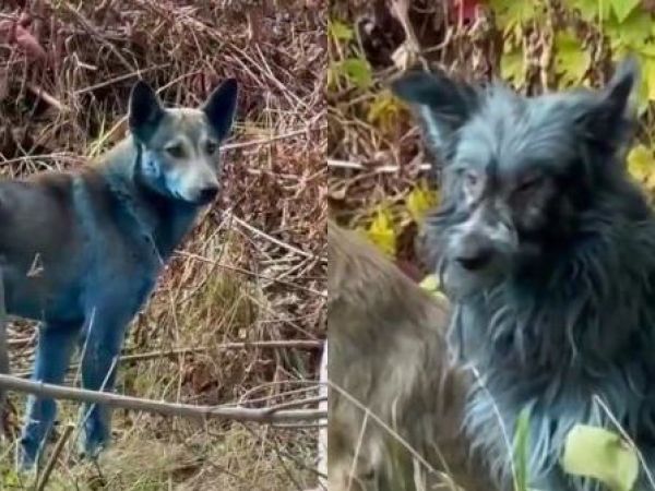 Perros azules de Chernóbil