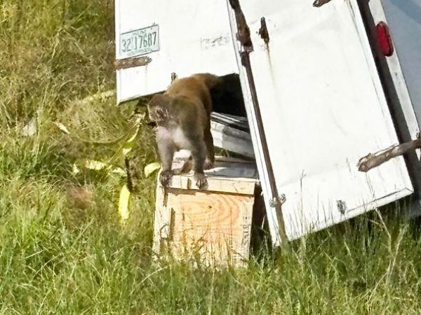 Monos escaparon tras accidente vial en estados unidos