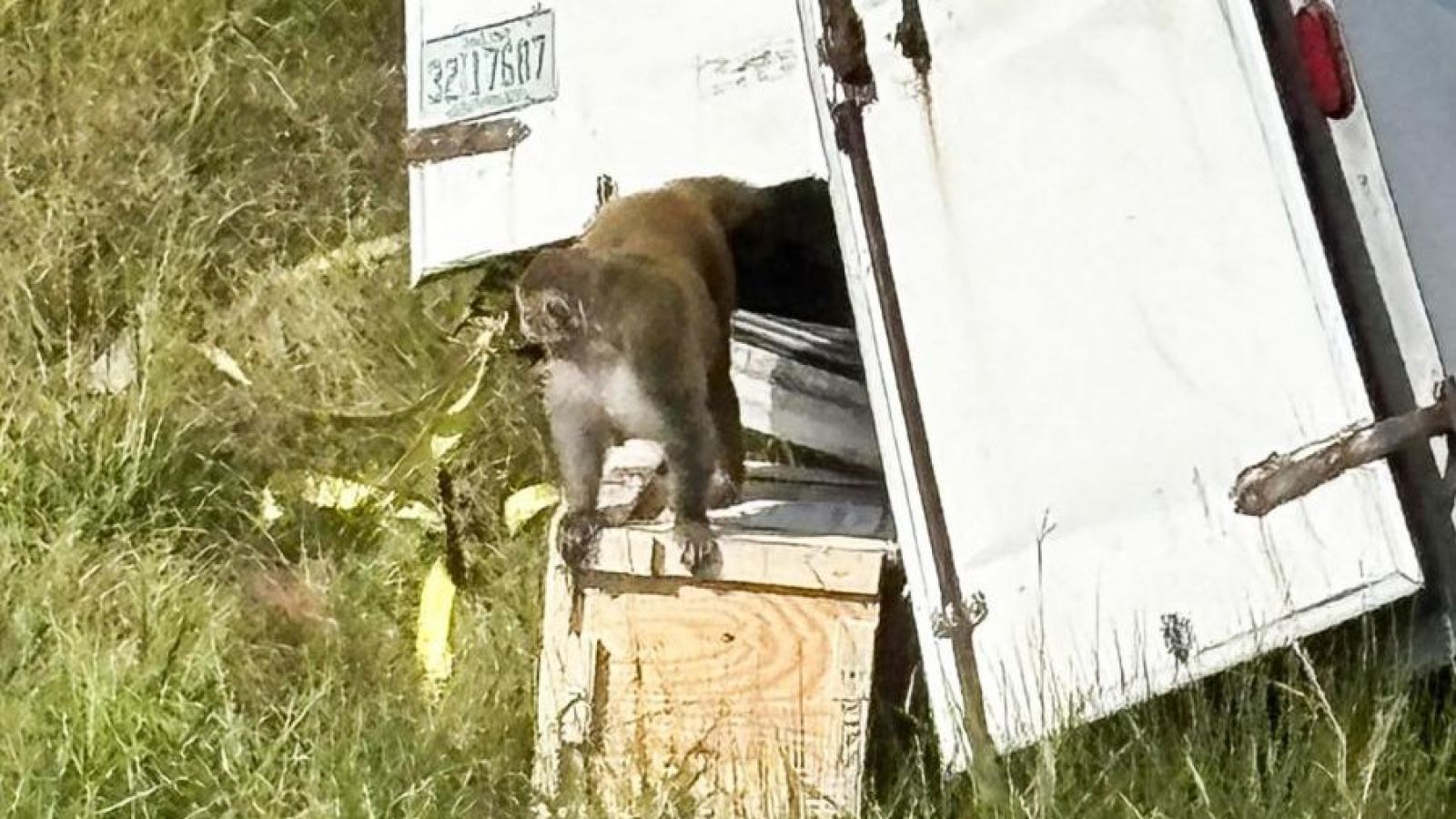 Monos escaparon tras accidente vial en estados unidos