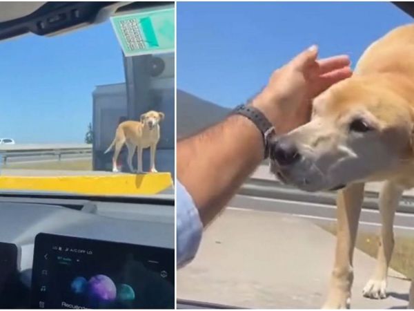 Kurt Carrera se encuentra con perrito en peaje