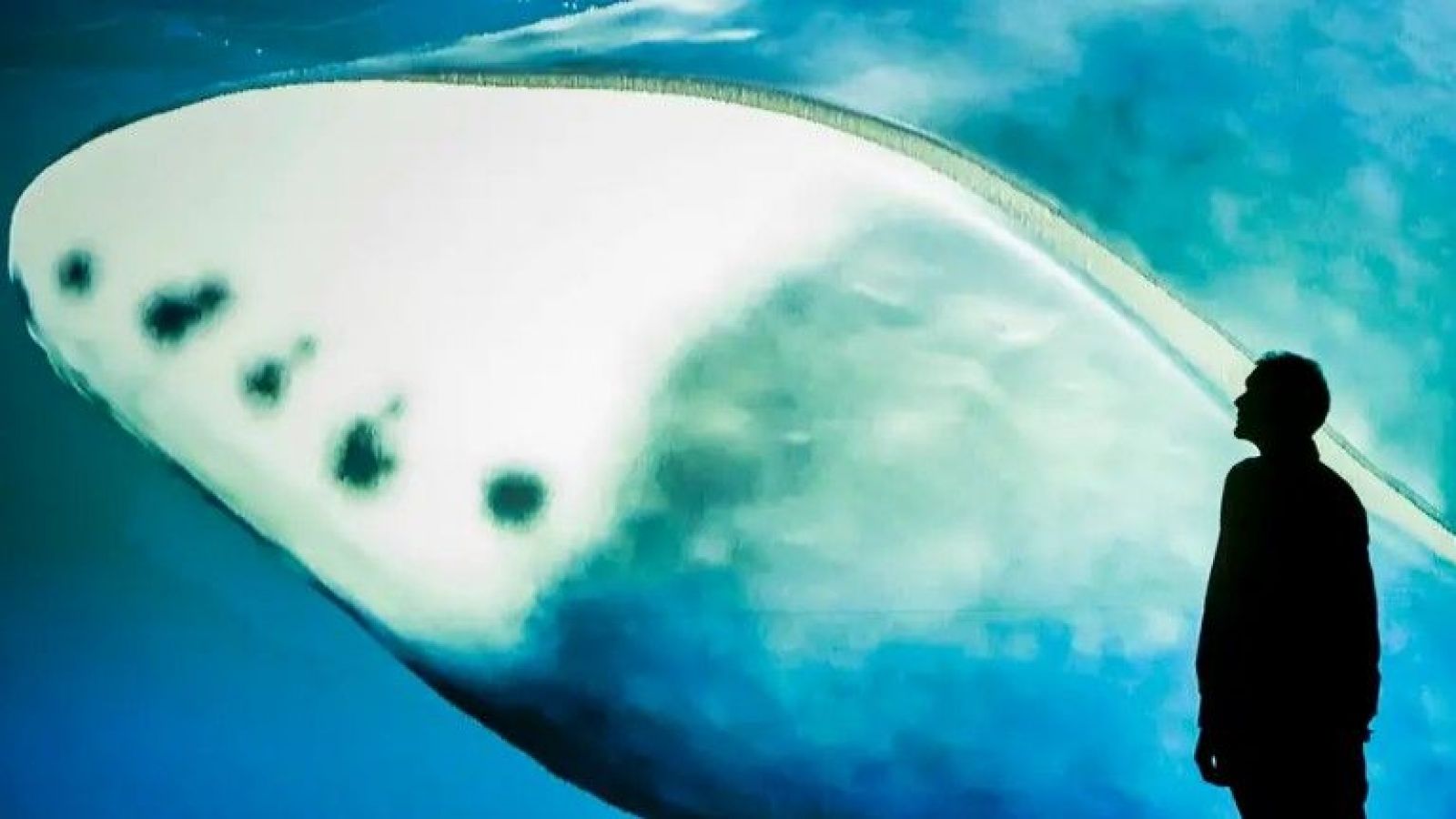 Ballena cáncer