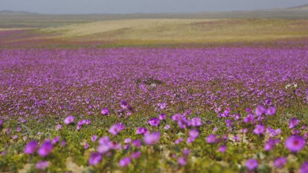 Desierto Florido/Aton