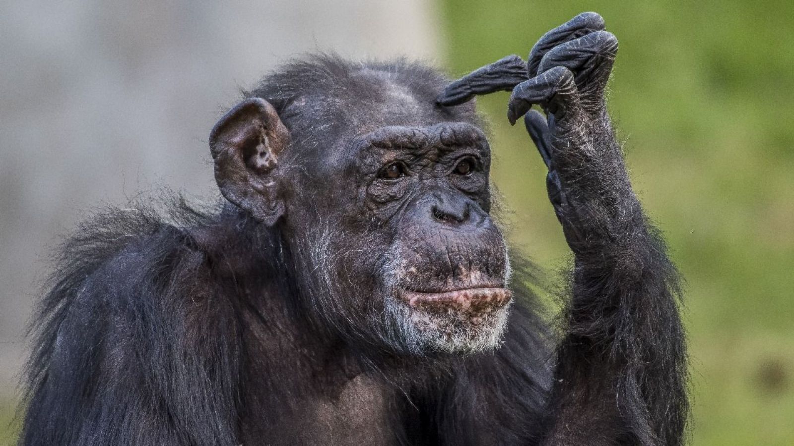 Chimpancés muestran pensamiento racional en nuevo experimento