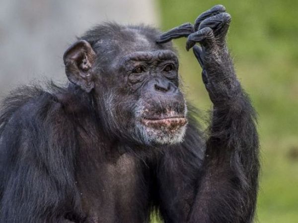 Chimpancés muestran pensamiento racional en nuevo experimento