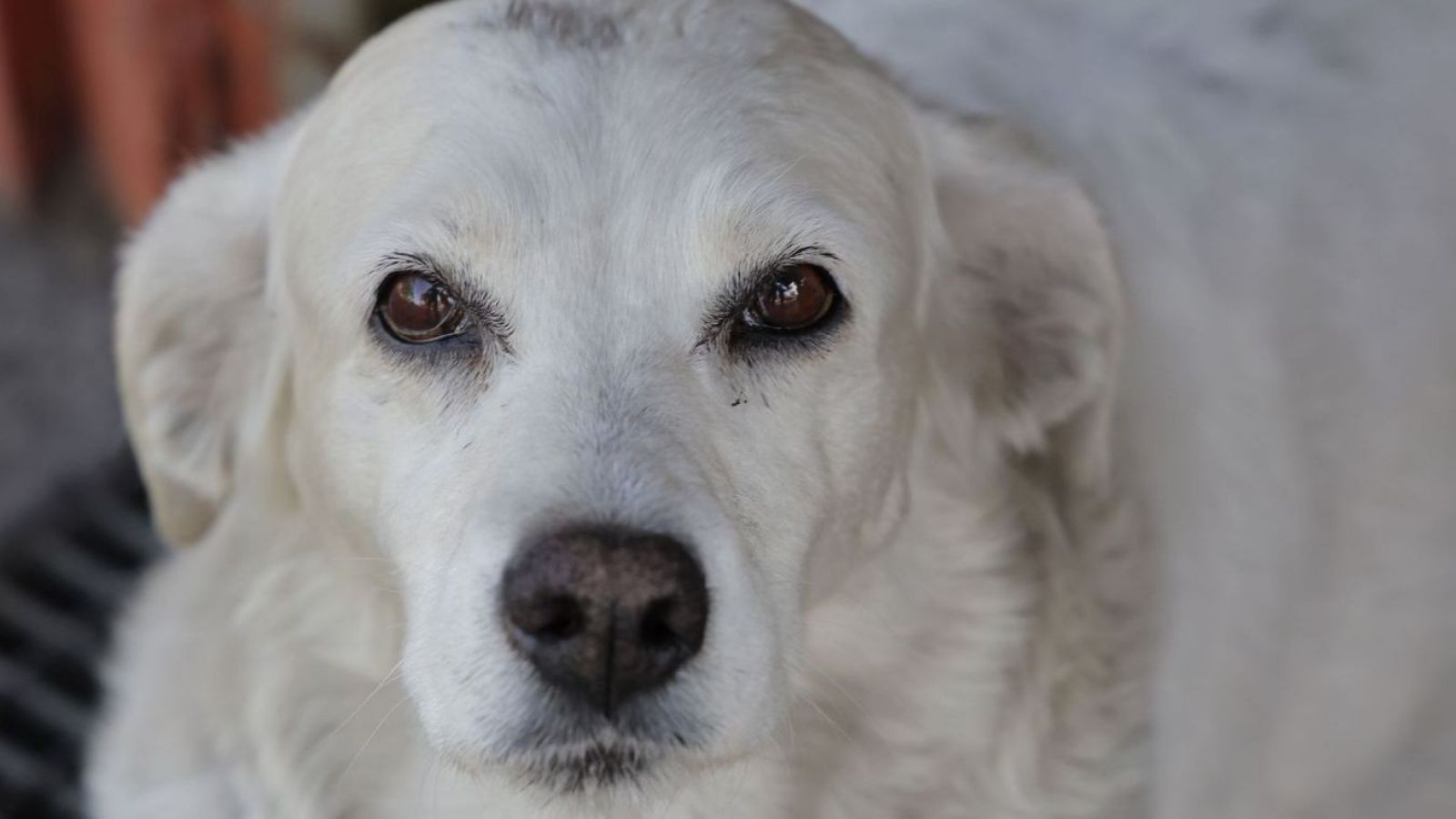 PERRO MUERTE MASCOTA