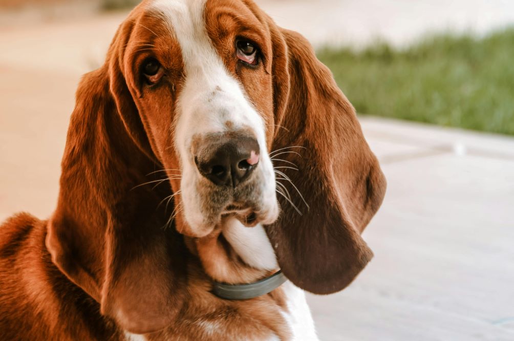 BASSET HOUND