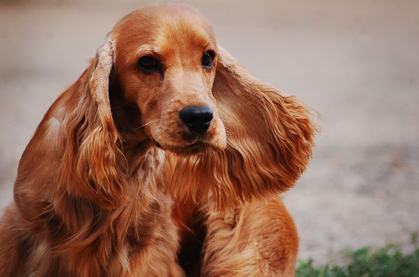 Cocker Spaniel