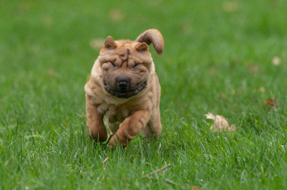 shar pei