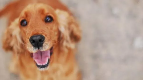 Cocker spaniel