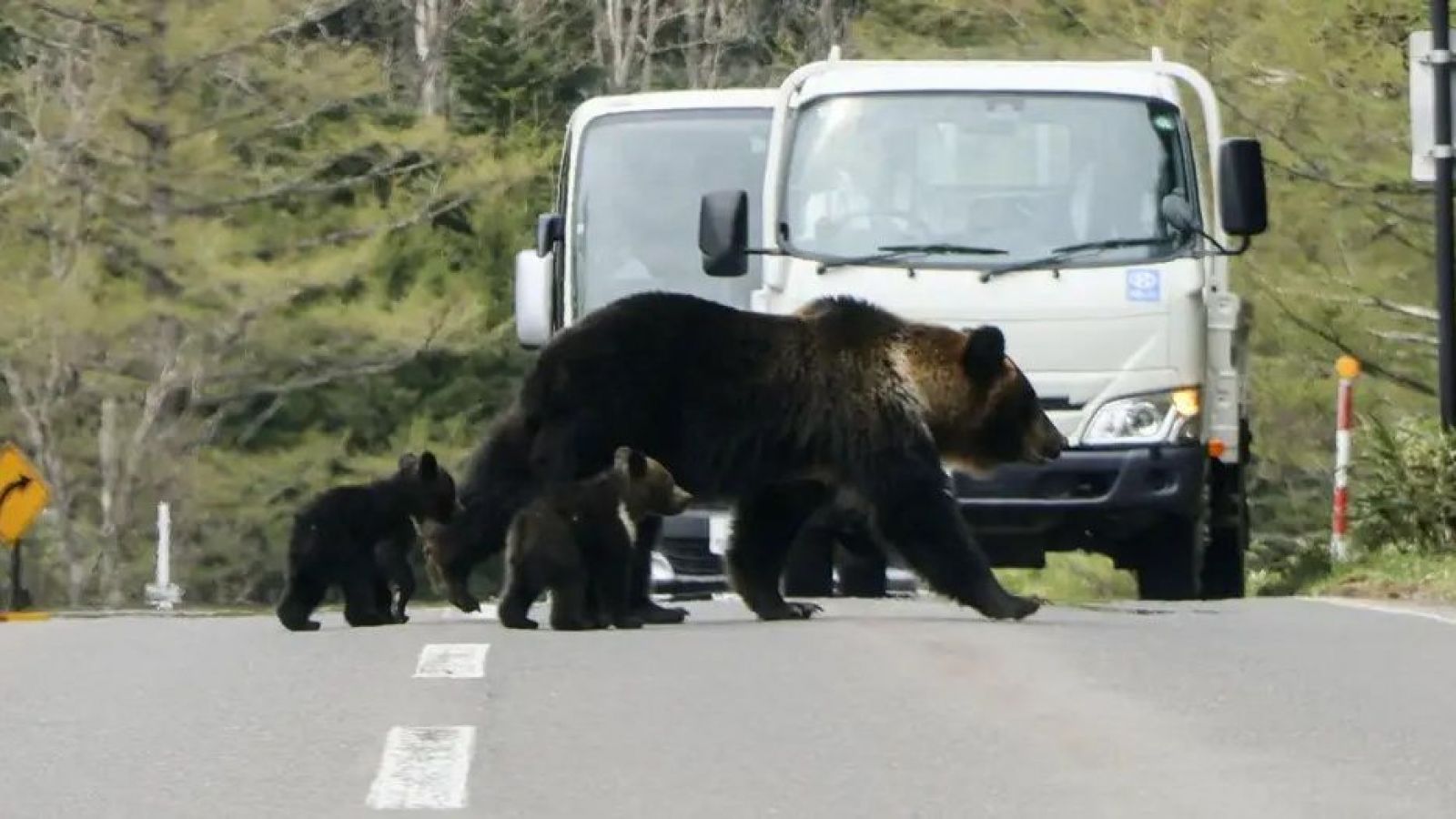 Osos en la calle de Japón