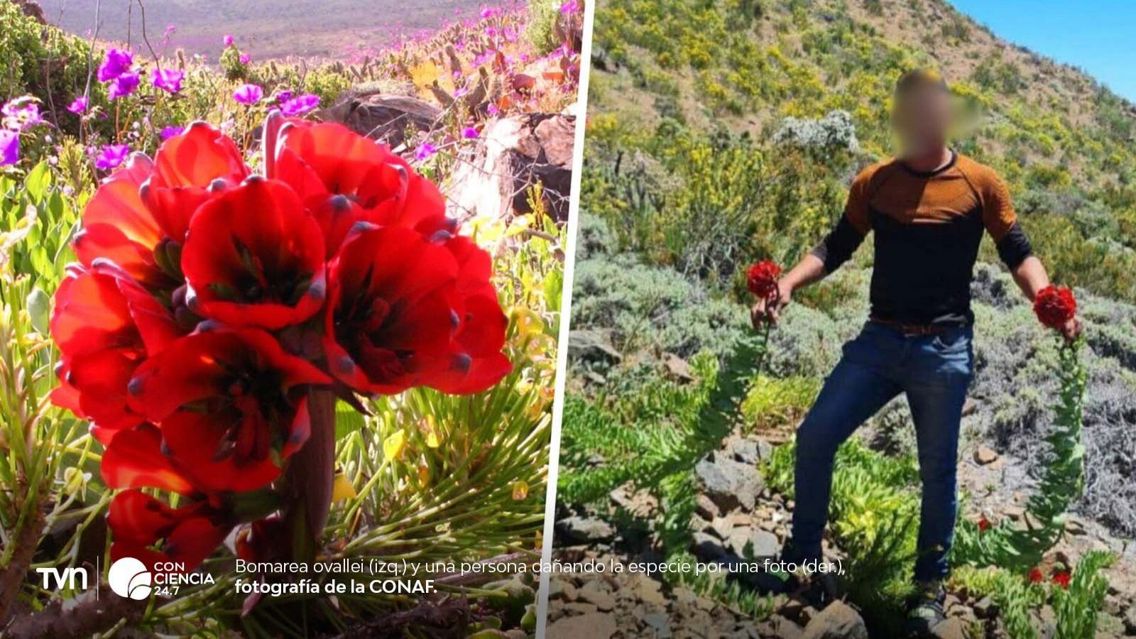 Flores nativas del desierto florido en Atacama, incluyendo garra de león, en plena temporada de floración.