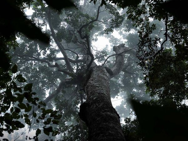 Bosque en la Amazonía.