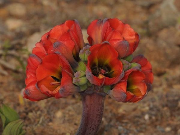 Flores nativas del desierto florido en Atacama, incluyendo garra de león, en plena temporada de floración.