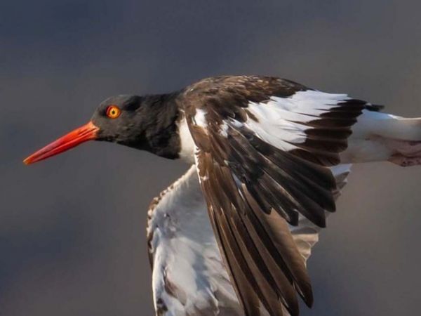 Ejemplar de pilpilén común observado en el Humedal Río Maipo durante la temporada reproductiva 2025, monitoreado por Fundación Cosmos y la ROC.