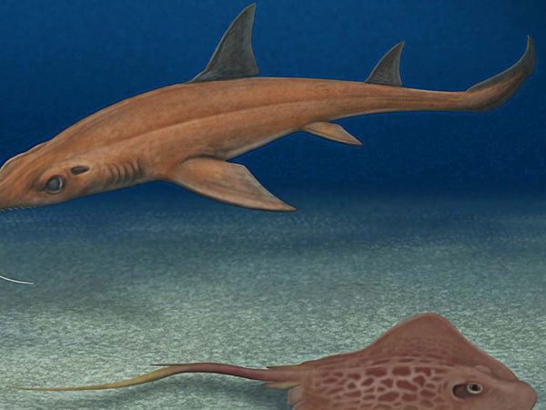 Ilustración de fósiles de tiburones y rayas hallados en la Formación Bahía Inglesa.