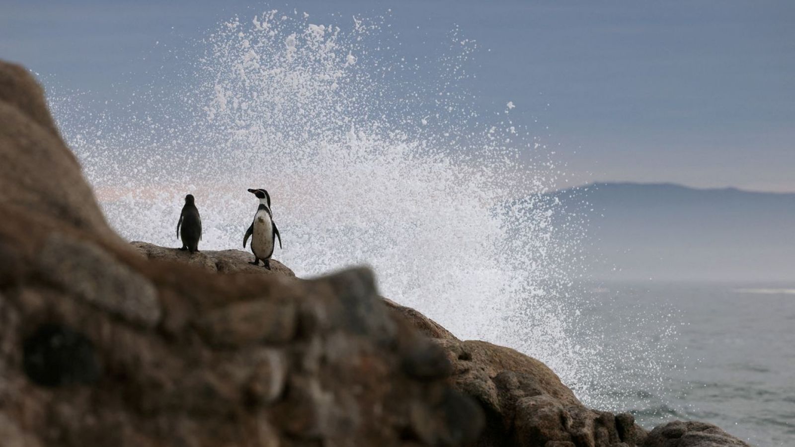 Pingüinos de Humboldt