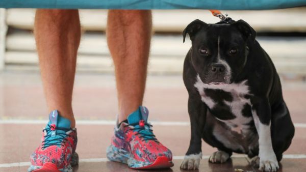 Persona votando con su perro en las elecciones 2025