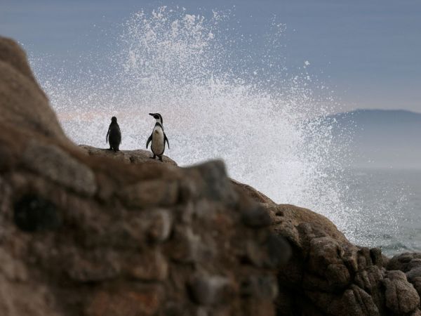 Pingüinos de Humboldt