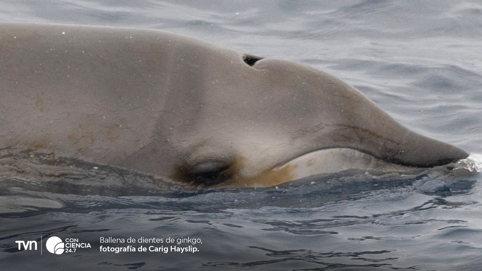 Rara ballena de dientes ginkgo.