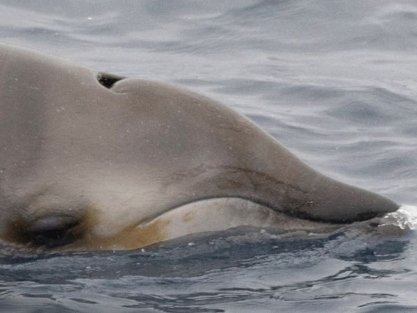 Rara ballena de dientes ginkgo.