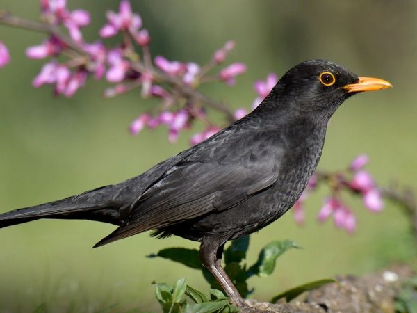 Aves insectívoras repuntan en Francia tras prohibición de pesticidas.