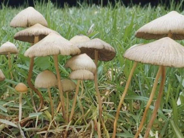 Hongos para sanar: el poder de la psilocibina