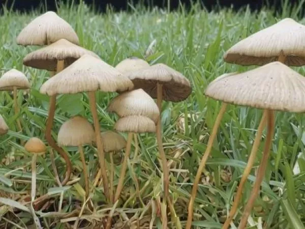 Hongos para sanar: el poder de la psilocibina