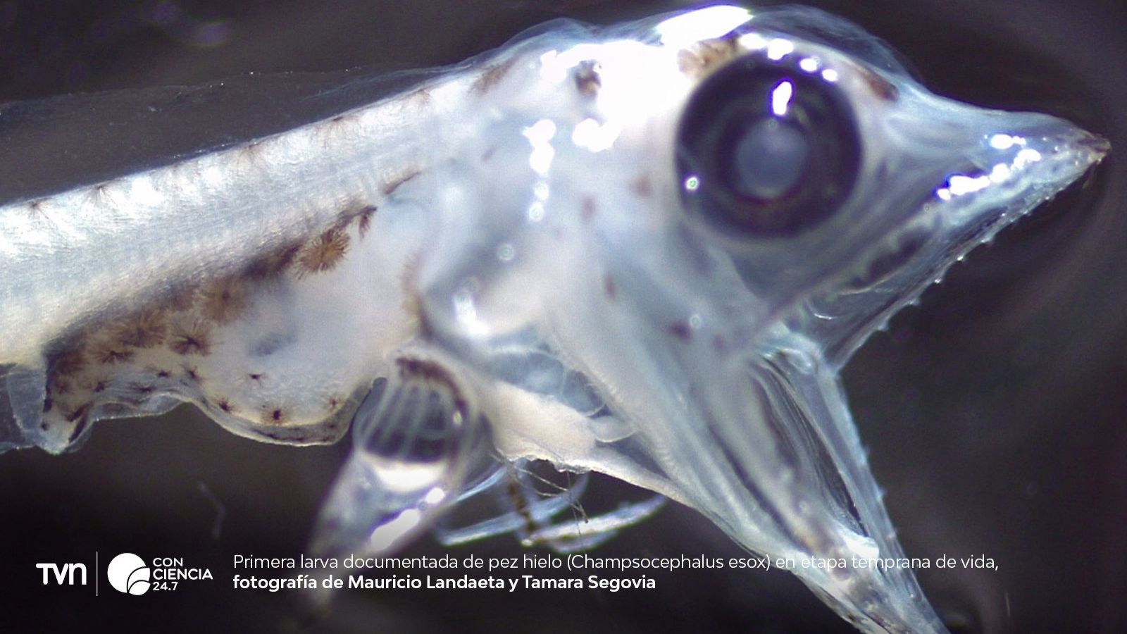 Foto de la primera larva de pez hielo fuera de la Antártica en Chile.