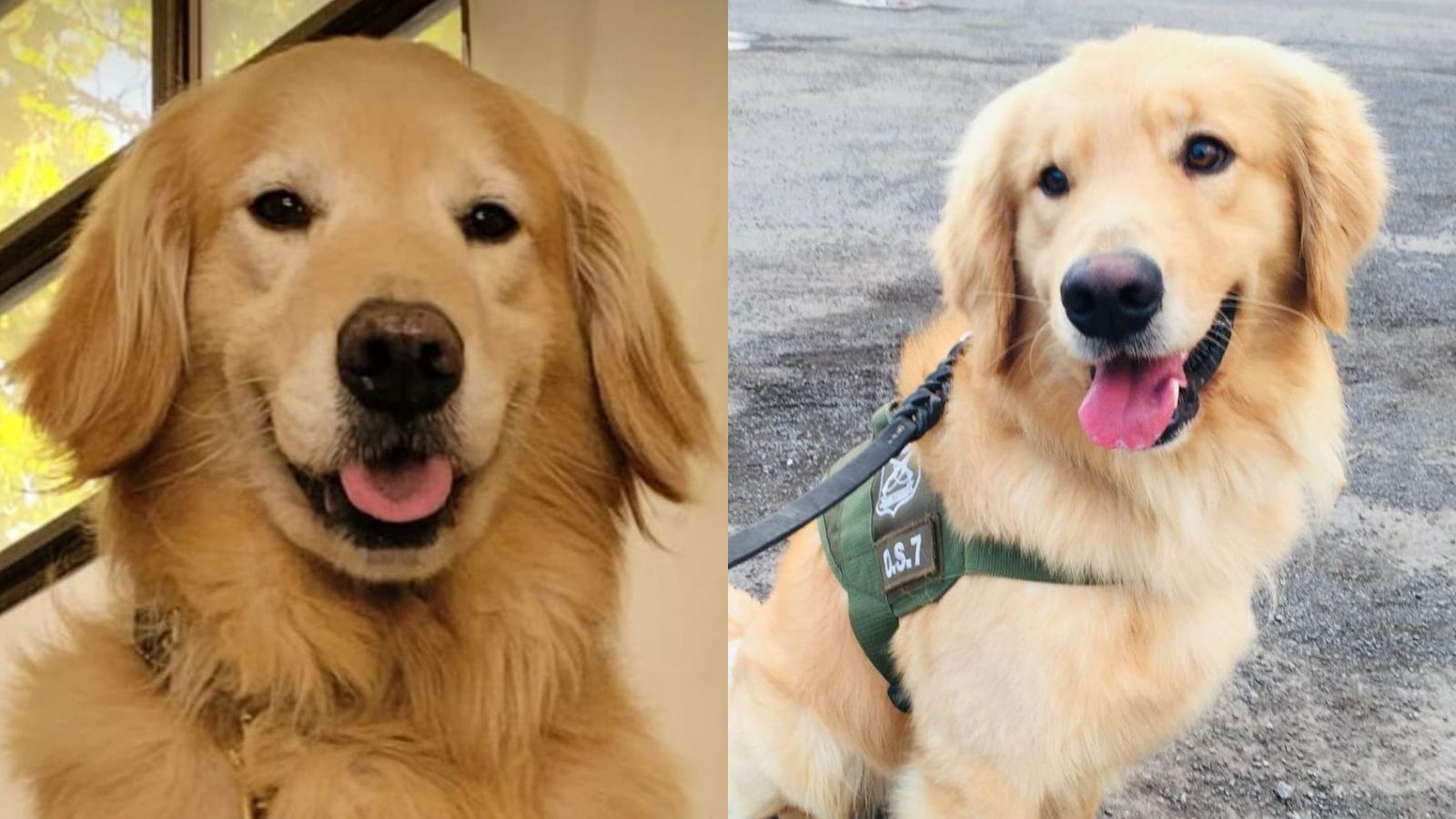 Despiden a perrito de Carabineros