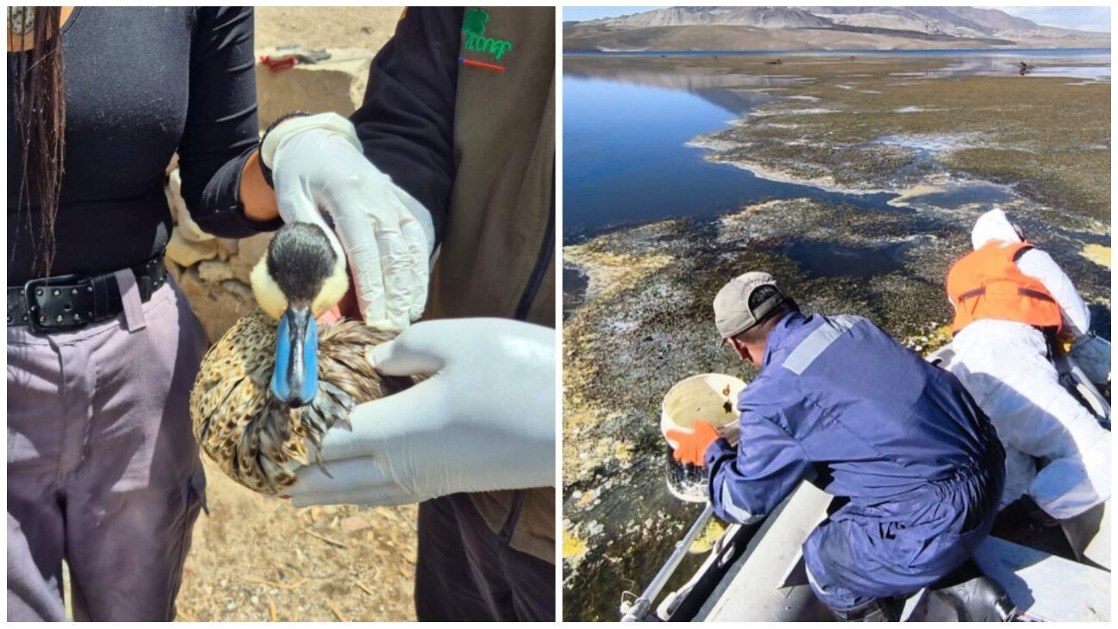 Aves murieron tras derrame de aceite de soya