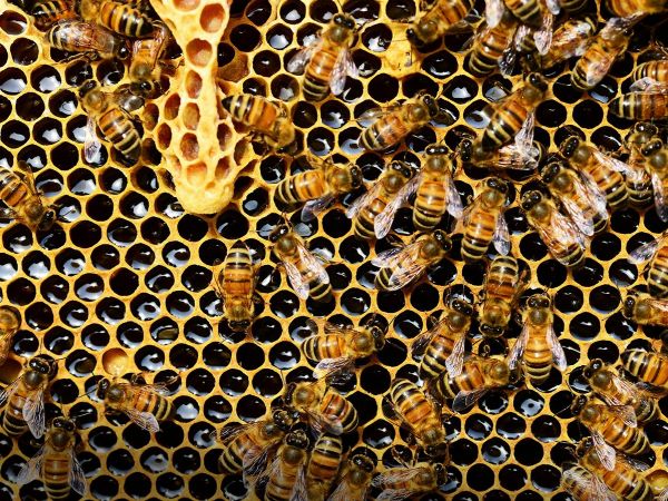 Abejas en su colmena.