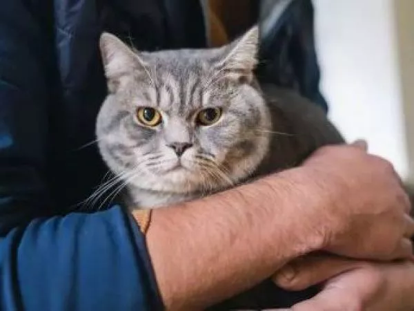 gato