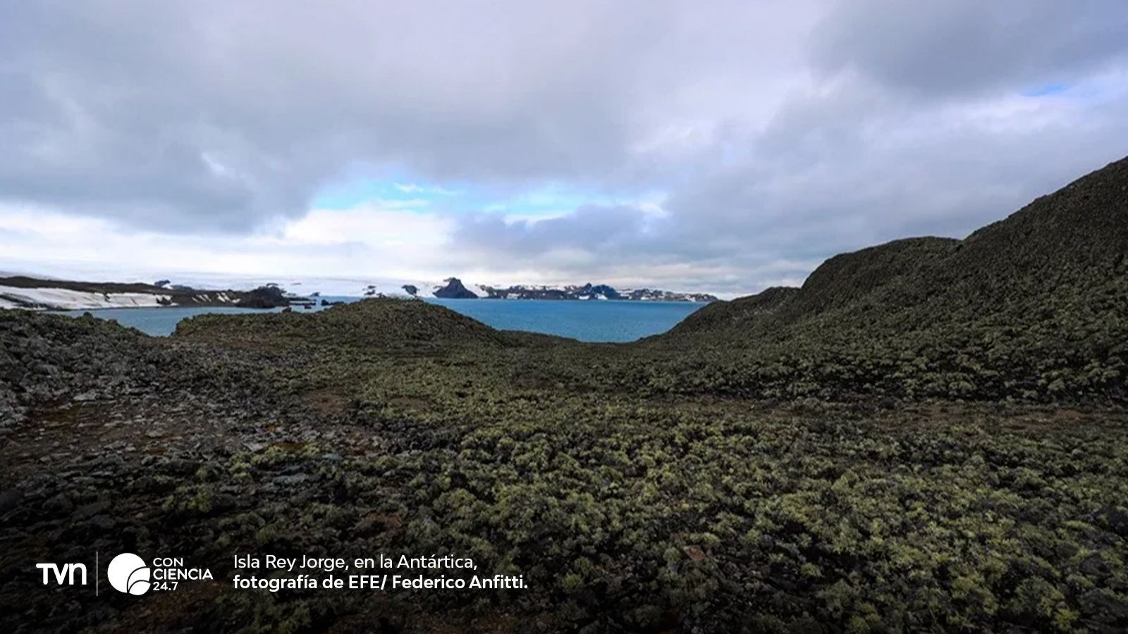 Antártica revela más de 107 mil hectáreas de vegetación nativa.