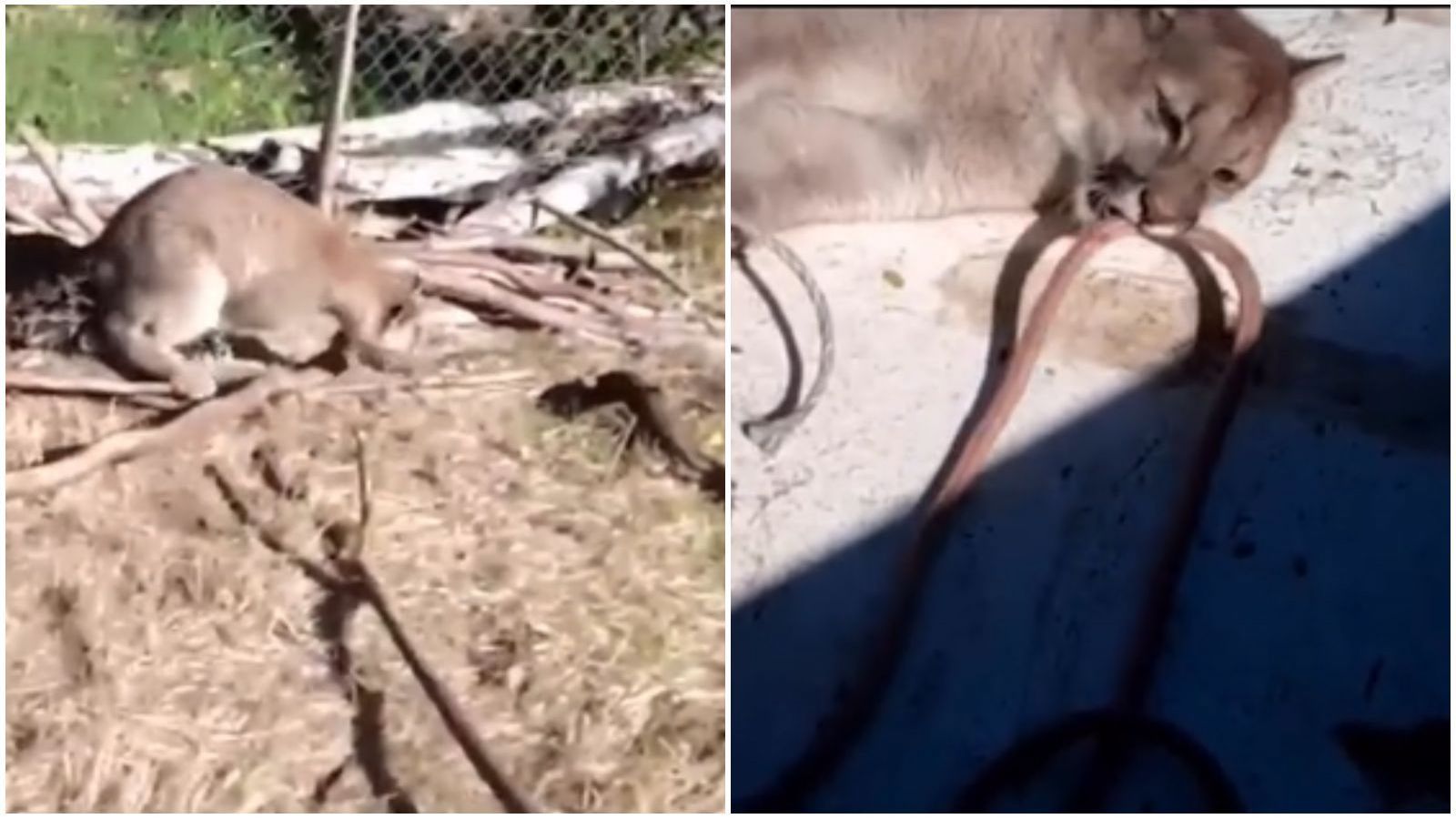 Denuncian maltrato de pumas en Cochamó