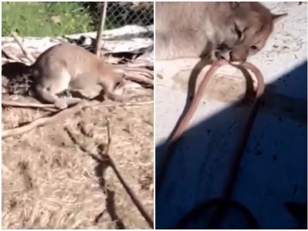 Denuncian maltrato de pumas en Cochamó