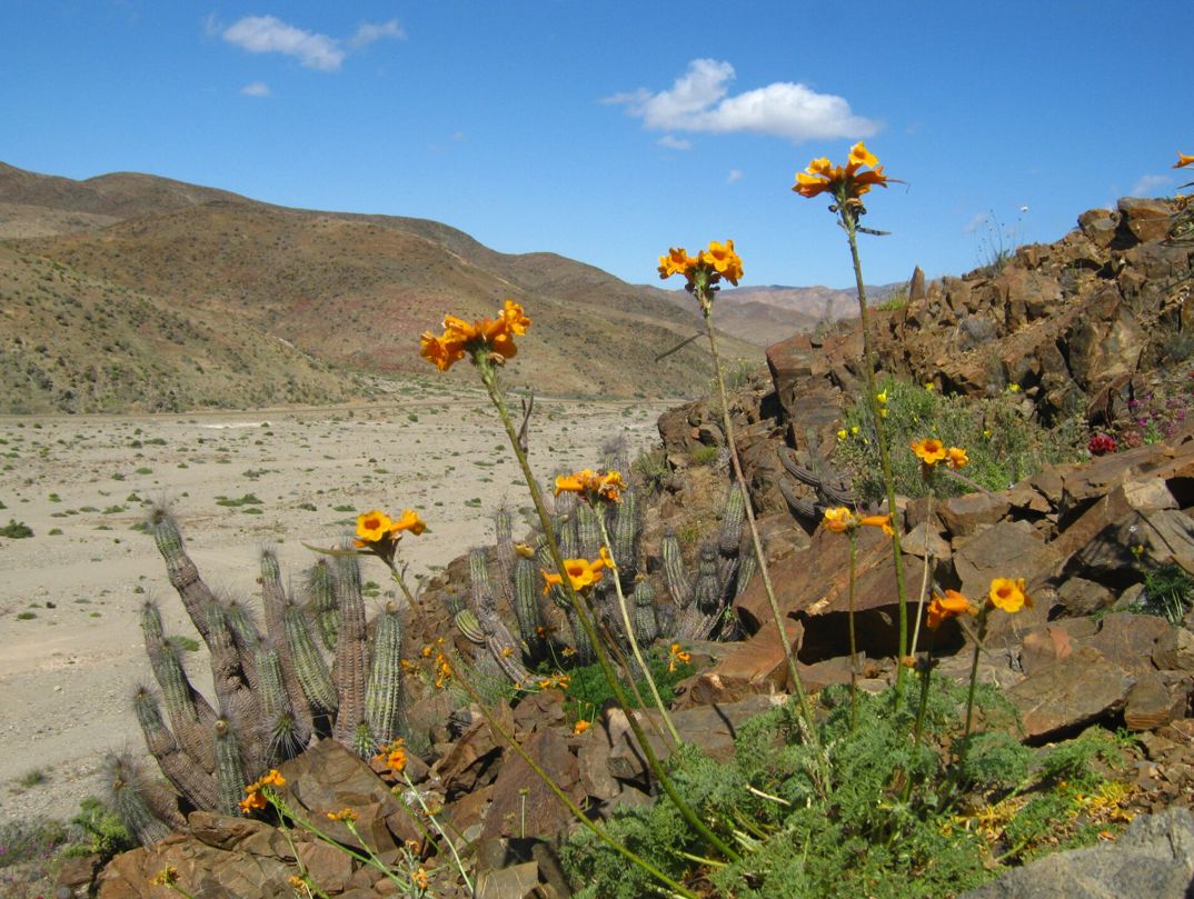 Parque Nacional Llanos de Challe