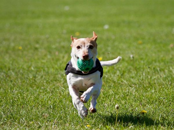 Perro en estudio que analiza el impacto del microbioma en la salud mental.