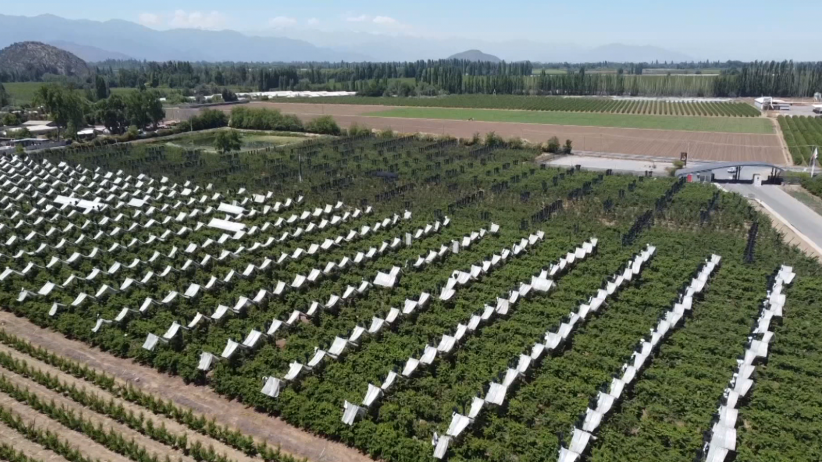 Siembra en la región de O'Higgins