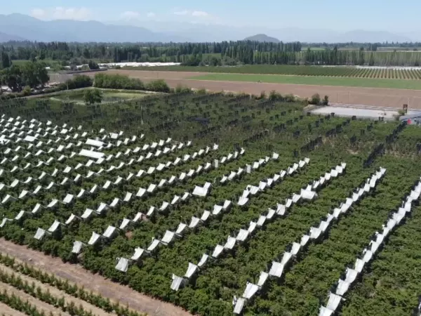 Siembra en la región de O'Higgins