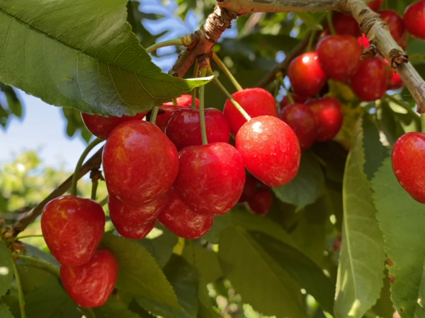 Cerezas producidas en la región de O'Higgins