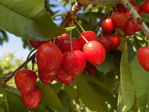 Cerezas producidas en la región de O'Higgins