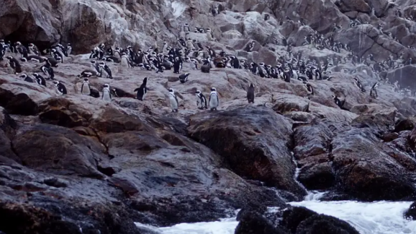 Documentan muerte masiva de pingüinos en Sudáfrica
