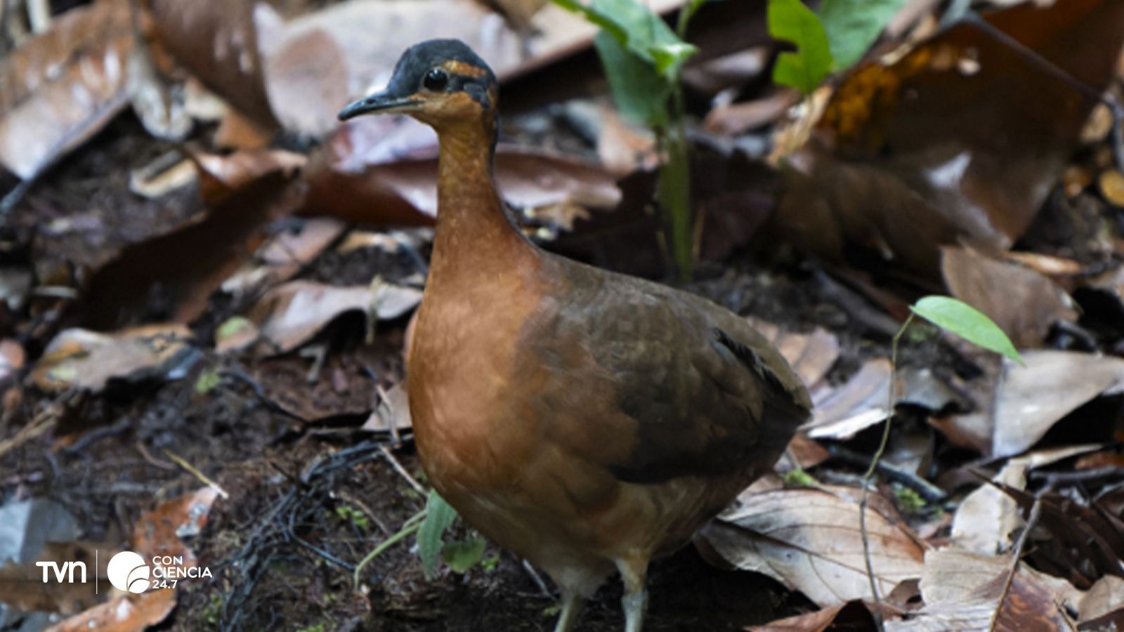 Tinamus resonans: el ave amazónica recién descubierta que ya está en peligro.