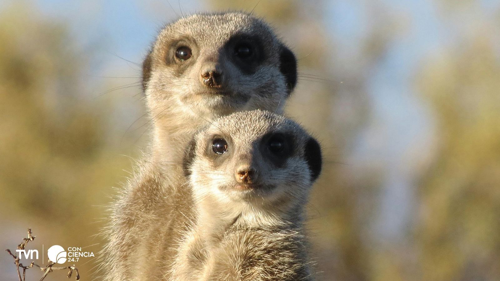 Los humanos presentan niveles de monogamia cercanos a las suricatas.